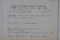 長橢圓葉莢迷藏品圖，第2張