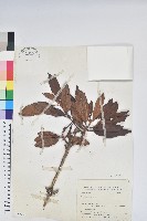 森氏杜鵑、森氏滿江紅藏品圖，第1張