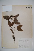 呂宋莢迷藏品圖，第1張