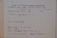 呂宋莢迷藏品圖，第2張