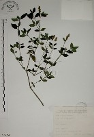 爵床藏品圖，第1張