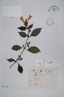 臺灣馬藍藏品圖，第1張