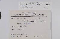 臺灣馬藍藏品圖，第2張