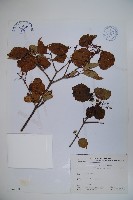 玉山糯米樹、狹葉糯米樹藏品圖，第1張