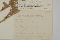 變葉藜藏品圖，第2張