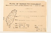 矮菊藏品圖，第2張