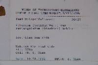 狹葉莢迷藏品圖，第2張