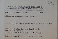 玉山糯米樹、狹葉糯米樹藏品圖，第2張