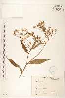 黃菀藏品圖，第1張