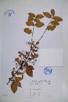 呂宋莢迷藏品圖，第1張