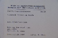 呂宋莢迷藏品圖，第2張