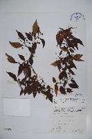 狹葉莢迷藏品圖，第1張