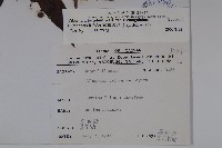 狹葉莢迷藏品圖，第2張