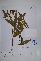 冇骨消藏品圖，第1張