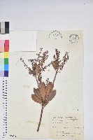 臺灣馬醉木藏品圖，第1張