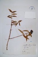 阿里山忍冬、漸尖葉忍冬藏品圖，第1張