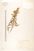 一枝黃花藏品圖，第1張