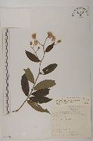 大頭艾納香藏品圖，第1張