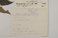 大頭艾納香藏品圖，第2張