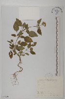 白花鬼針藏品圖，第1張