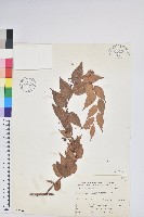 白珠樹藏品圖，第1張