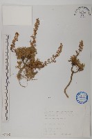 高山艾藏品圖，第1張