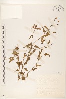 臺灣劉寄奴藏品圖，第1張