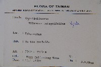 玉山糯米樹、狹葉糯米樹藏品圖，第2張