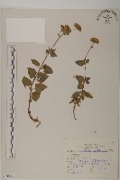 紫花霍香薊藏品圖，第1張