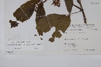 冇骨消藏品圖，第2張