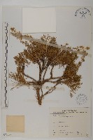 高山艾藏品圖，第1張