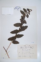 阿里山忍冬、漸尖葉忍冬藏品圖，第1張