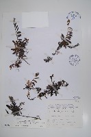 梓木草藏品圖，第1張