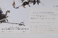 梓木草藏品圖，第2張