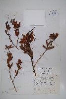 太魯閣小檗藏品圖，第1張