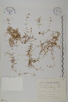 玉山卷耳藏品圖，第1張