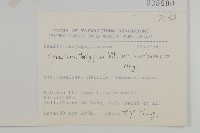 玉山卷耳藏品圖，第2張