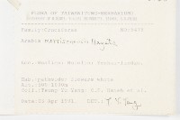 玉山筷子芥藏品圖，第2張