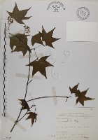 青楓藏品圖，第1張