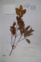 臺灣糊樗藏品圖，第1張