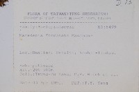 臺灣牛嬭菜藏品圖，第2張