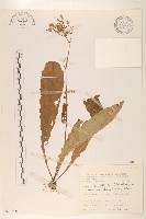 刀傷草藏品圖，第1張