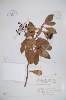 珊瑚樹藏品圖，第1張