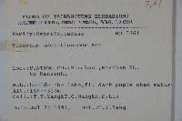 珊瑚樹藏品圖，第2張