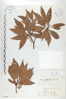 杜英、山杜英、蘭嶼杜英藏品圖，第1張