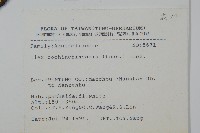 革葉冬青藏品圖，第2張