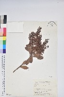 臺灣馬醉木藏品圖，第1張