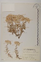 抱莖籟簫藏品圖，第1張