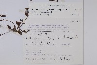 細纍子草藏品圖，第2張