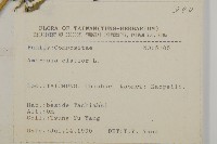 豬草藏品圖，第2張